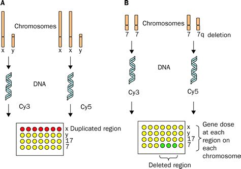 Chromosome Microarray に対する画像結果