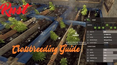 Afbeeldingsresultaten voor Perfect Hemp Clone Rust