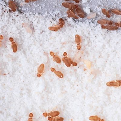 Image result for Humidity Bugs