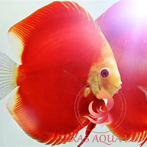 Image result for NingXia Red Discus