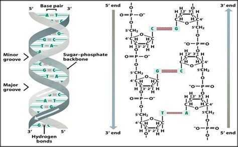 Afbeeldingsresultaten voor Model of DNA Structure