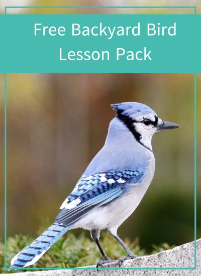 Image result for Free Bird Lesson