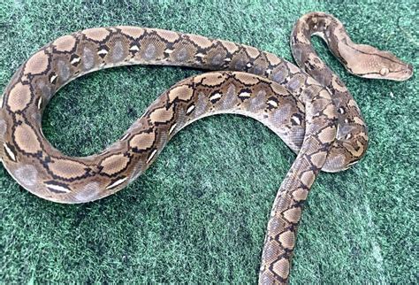 Toradh íomhá ar Super Dwarf Reticulated Python Albino Tiger