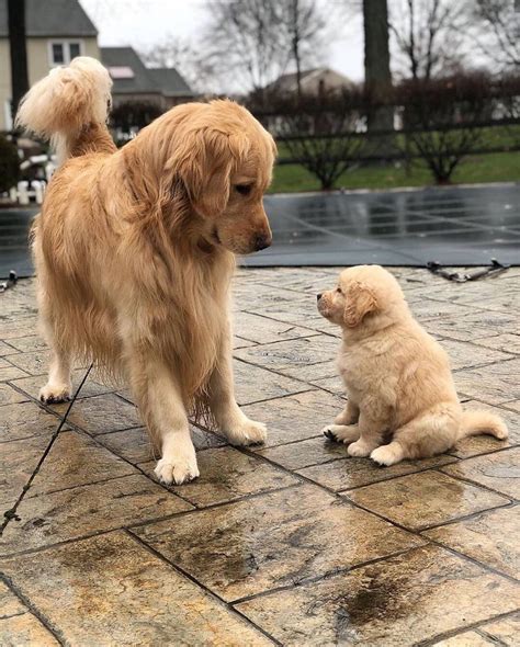 when doggo met pupper for the first time : aww