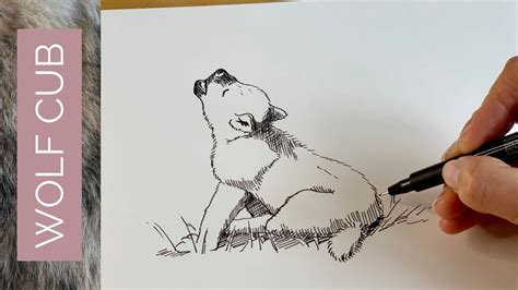 Image result for Drawing Wolf Cub