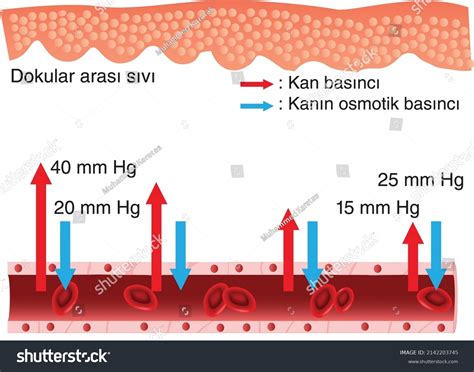 Image result for Capillary in Tissue