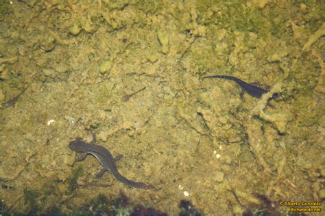 Toradh íomhá ar Triton ATM Machine