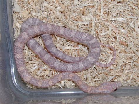 Image result for Lavender Corn Snake