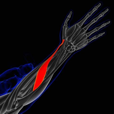 Image result for Soft Muscle Cells