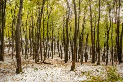 Image result for Winter/Spring Trees
