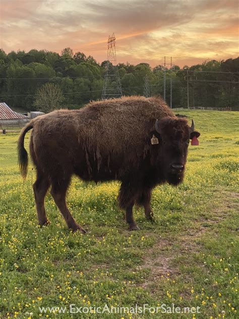 Image result for Buffalo Rock Logo