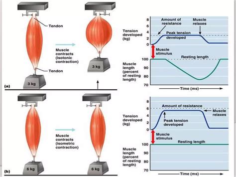 Image result for Smooth vs Skeletal Muscle Contraction