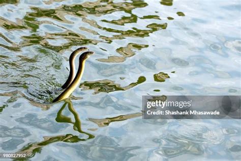 Image result for The Mating of Snakes