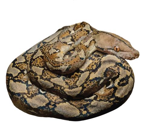 Image result for Reticulated Python Habitat Map
