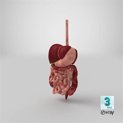 Parts of Digestive System 3D Model に対する画像結果