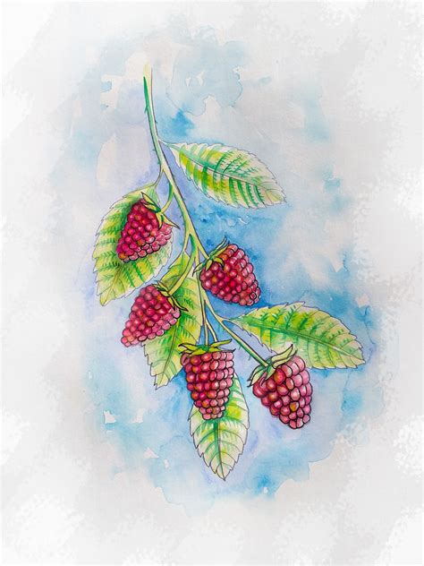 Afbeeldingsresultaten voor Berries Drawing