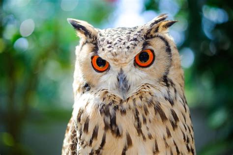 Image result for Owl Sewing Buddy Pattern