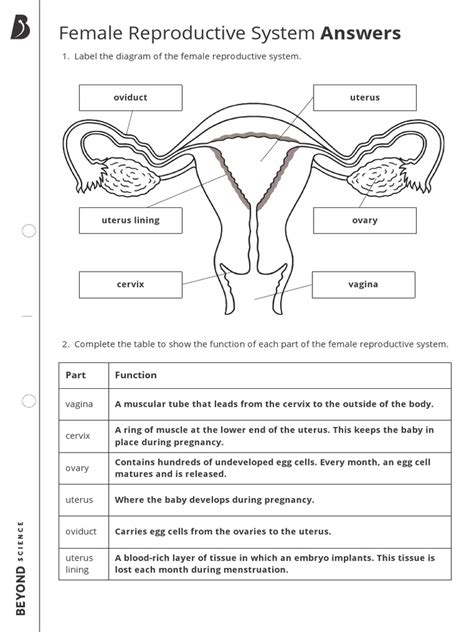 Toradh íomhá ar Reproductive System Worksheet