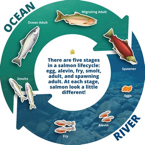 Image result for Pink Salmon Life Cycle