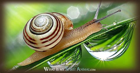 Spotted Snail Out of Shell に対する画像結果
