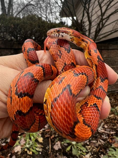 Okeetee Corn Snakes