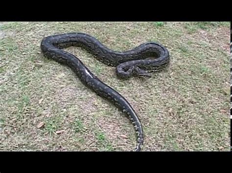 Afbeeldingsresultaten voor African Rock Python Eats Boy