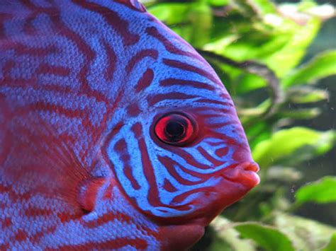 Image result for Purple Dragon Discus Fish