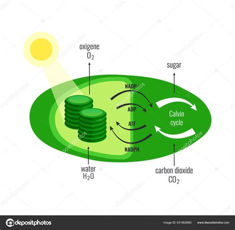 Afbeeldingsresultaten voor FS Diagramm