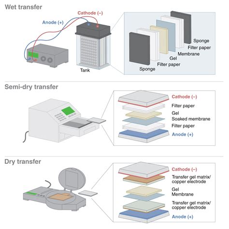 Toradh íomhá ar Western Blot