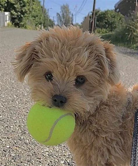 He is so adorable playing with his favorite ball :3 : r/cute