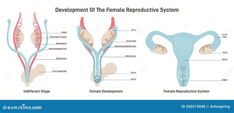 Image result for Female Reproductive System Fetus