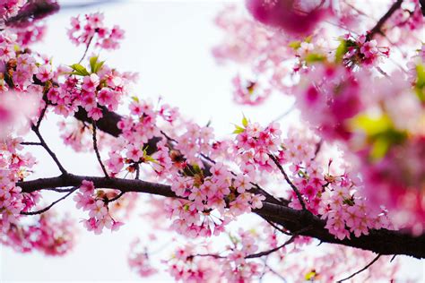 Bildergebnis für Ealy Spring Photo Nature