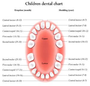 Image result for First Tooth Fall Out