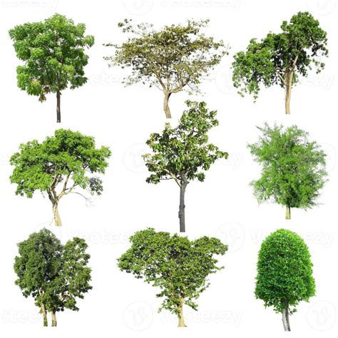 Image result for How to Make a Set Tree