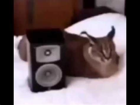 Floppa Sound Effect Moew에 대한 이미지 결과