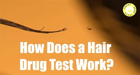 Image result for Hair Sample Drug Test