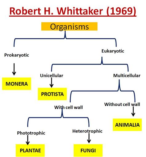 Toradh íomhá ar Classification Flowchart