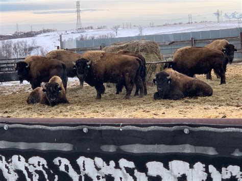 Image result for Buffalo Rock Logo