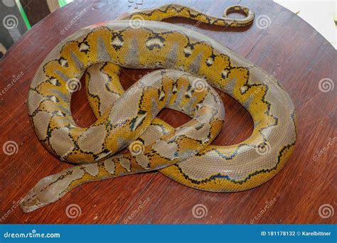 Image result for Adult Reticulated Python Yellow
