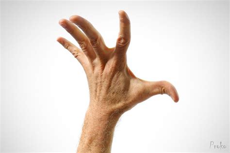 Image result for Proko Hand Anatomy
