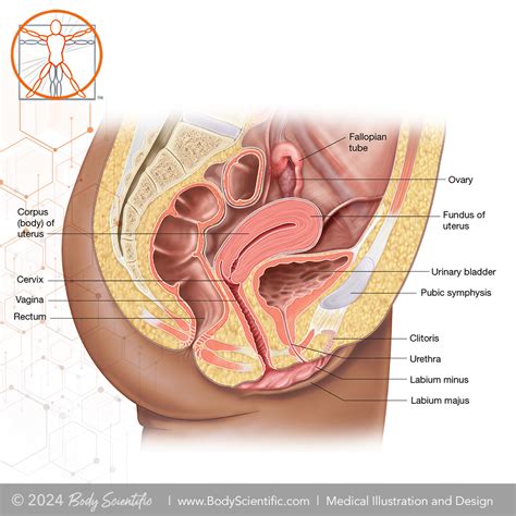 Image result for Female Reproductive System Fetus