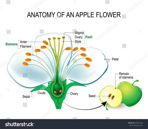 Image result for Flower and Parts