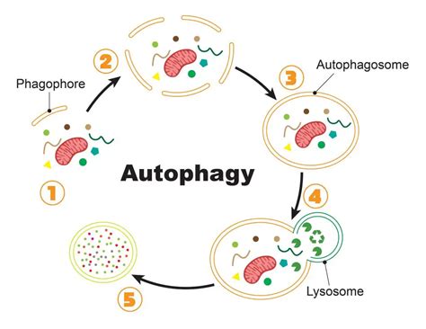 Autophagy Process に対する画像結果