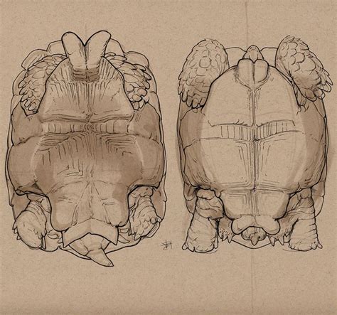 Image result for 3 Reptiles Animal Drawing