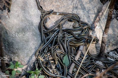 Image result for The Mating of Snakes