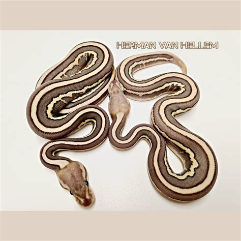Calico Cinnamon Lesser Ball Python に対する画像結果