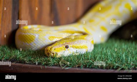 Image result for Yellow Python On Neck