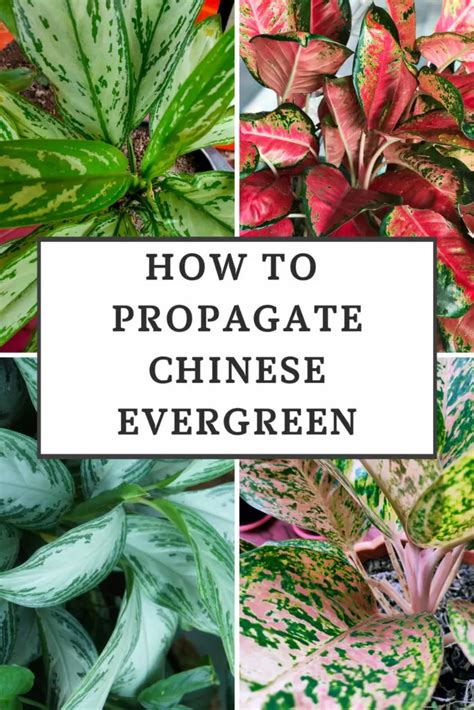 Image result for Chinese Evergreen Propagation