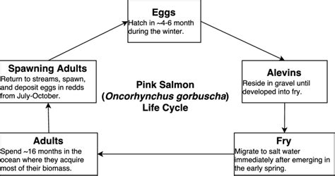 Image result for Pink Salmon Life Cycle