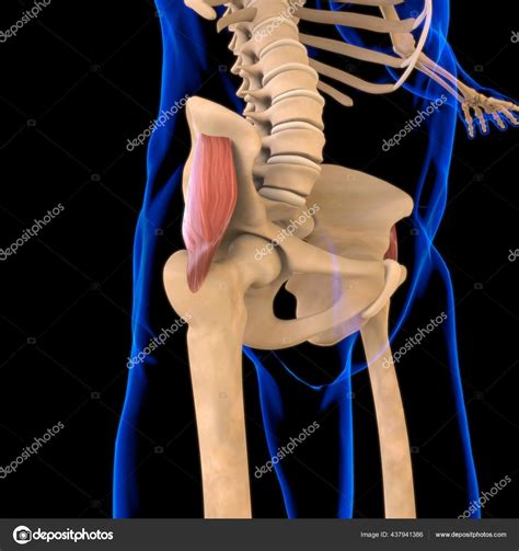 Image result for Soft Muscle Cells